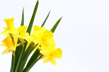 Fototapeta premium narzissen