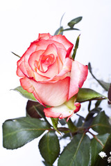 Fototapeta premium Rot-weiße Rose