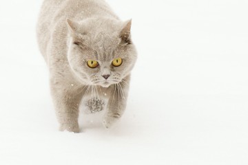 British cat on a snow