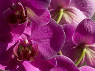 Fototapeta na wymiar Closeup of purple orchid flowers