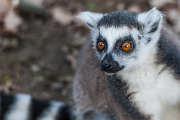 Grands yeux du lémurien maki catta