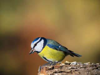 blue tit