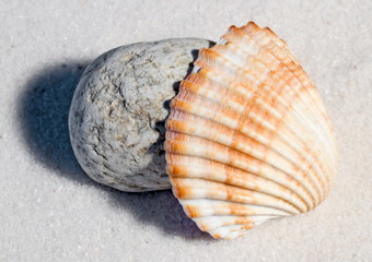 Muschel