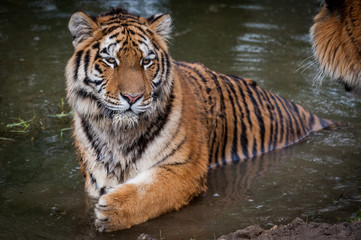Tigre dans l'eau