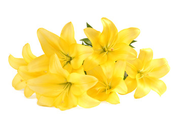 Obraz na płótnie Canvas Bukiet żółtych lilii na białym