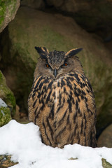Uhu, Eurasian eagle-owl, Bubo bubo