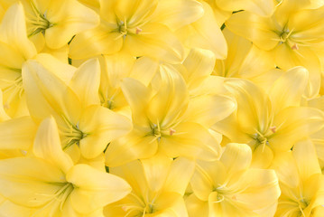 Background from yellow lilies