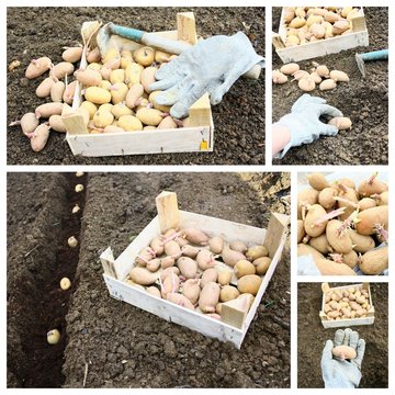 montage de plantation de patates nouvelles