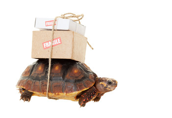 Fototapeta premium Tortoise Slow Mail