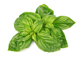 Fresh basil leaves