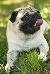 Close-up of Pug on the green grass in the garden (Soft focus)