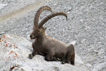 Bouquetin