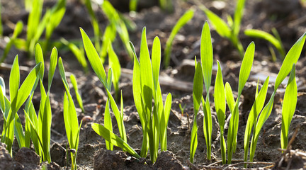wheat sprouts