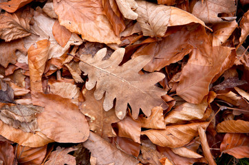 autumn leafage