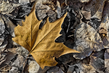 Foglie  d'autunno