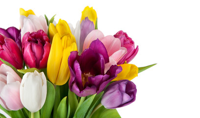 beautiful spring tulips flowers