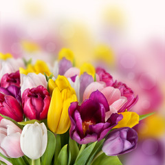 beautiful spring tulips flowers