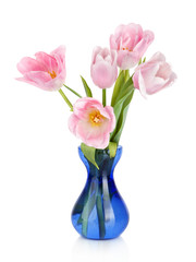 Tulips Flowers in blue vase isolated on white