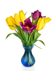 Tulips Flowers in blue vase isolated on white