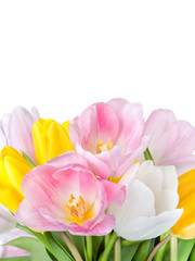 beautiful spring tulips flowers