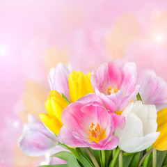 Obraz na płótnie Canvas Beautiful spring tulips flowers