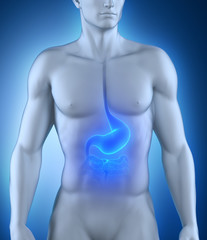 Male stomach anatomy