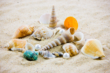 The exotic sea shell . treasure from the sea.