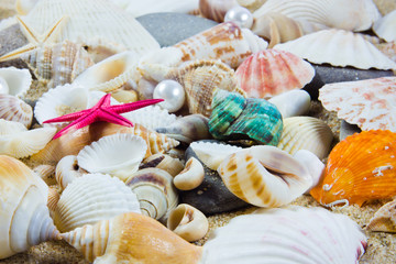 The exotic sea shell . treasure from the sea.