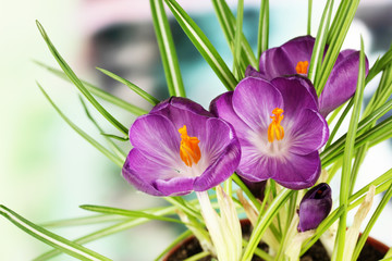 Beautiful purple crocuses, close up