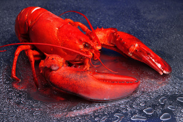 Red lobster on blue background