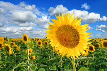 Sunflower on the sunflower field against a blue sky near the Mariupol city  before war 2022, Ukraine