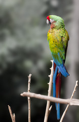 Macaw Beautiful sitting on branch