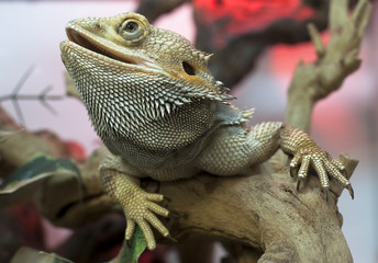 cute bearded dragon