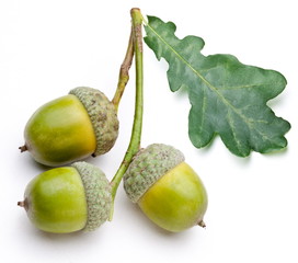 Acorn with leaf