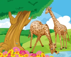  Giraffen aan de rivieroever © GraphicsRF