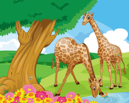 Giraffes at the riverbank