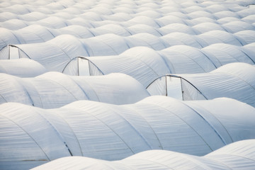 Plastic sheet greenhouses to grow veggies