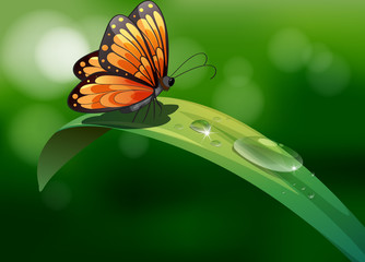 Een vlinder boven een blad met waterdruppels