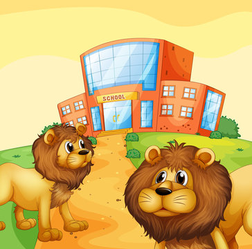 Two wild lions in front of a school building