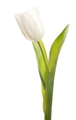 Fototapeta premium white tulip