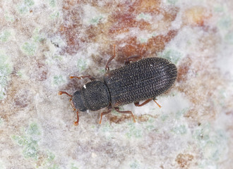 Synchita humeralis on wood, extreme close up