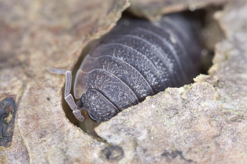 Woodlouse, extreme macro close-up with high magnification