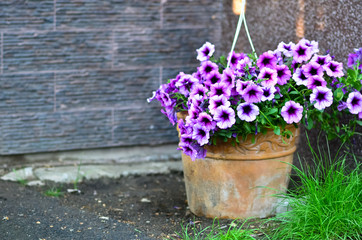 Purple flowers