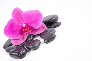 Fototapeta na wymiar Pink orchid and black zen stone