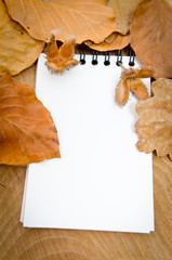 white sheet of paper and autumn leaves