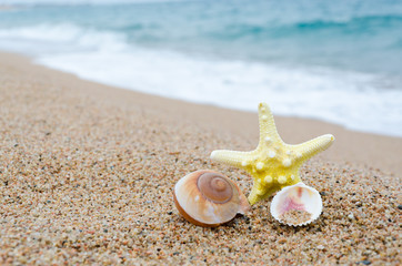 starfish and seashell on the beach