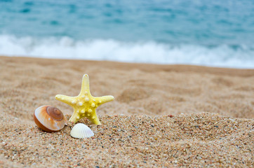 starfish and seashell on the beach