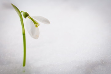 snowdrop flower