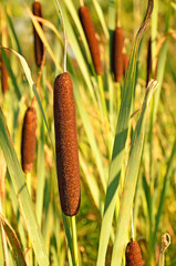 Bulrush plants © voltan