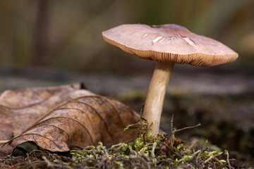 Waldpilz